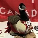 Wawa the Canada Goose